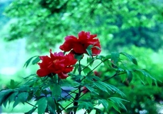 DCF00055.jpg