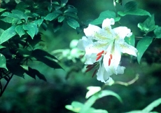 DCF00194.jpg