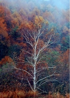 DCF00483.jpg