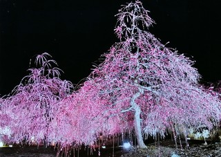IMG_20200314_135239.jpg